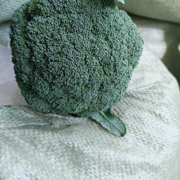 规格齐全西兰花电商供货欢迎联系
