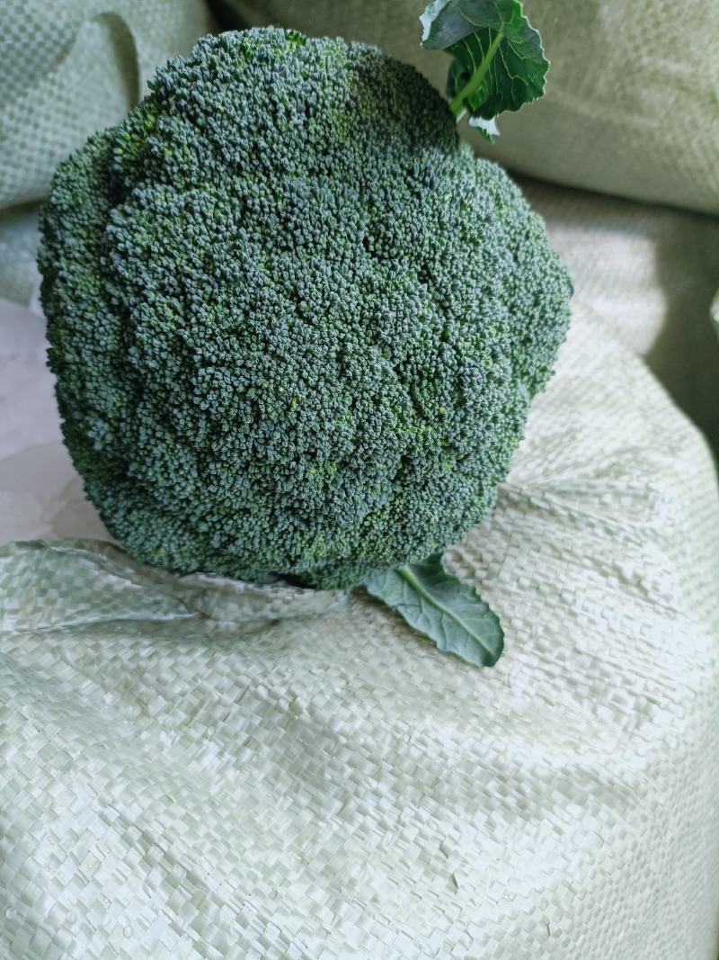 规格齐全西兰花电商供货欢迎联系