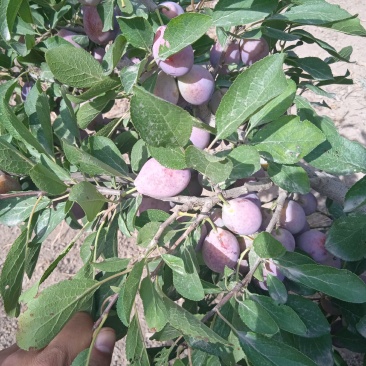 应季西梅一件代发量大优惠