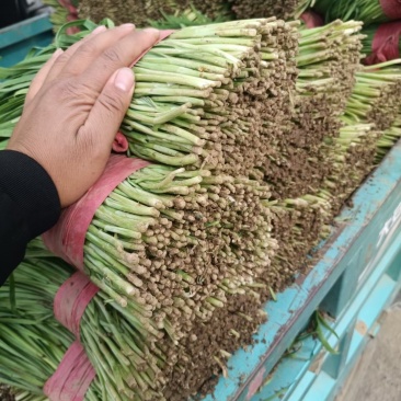 天然新鲜韭菜源头供应价格美丽