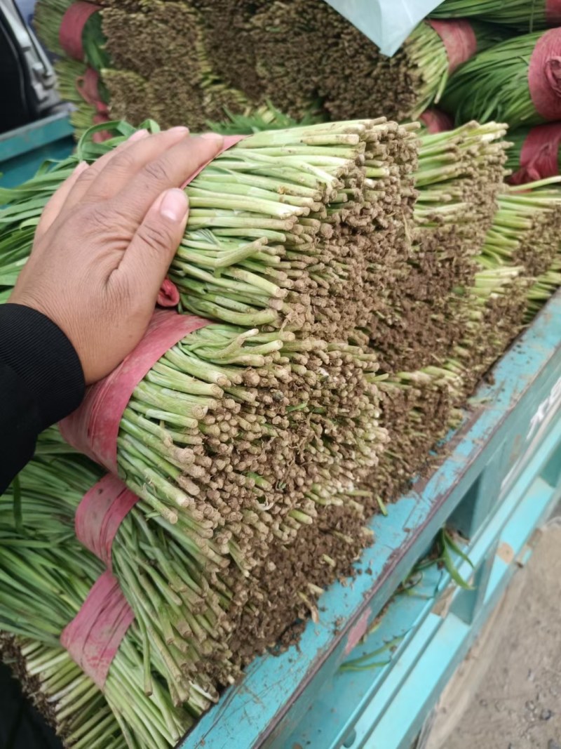 天然新鲜韭菜源头供应价格美丽