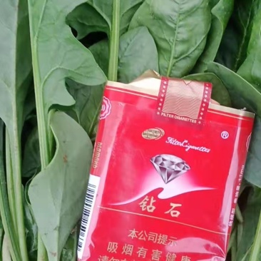 正品菠菜厂家直销价格美丽支持拿样
