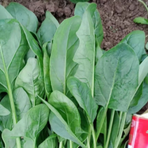 正品菠菜源头供应价格实惠
