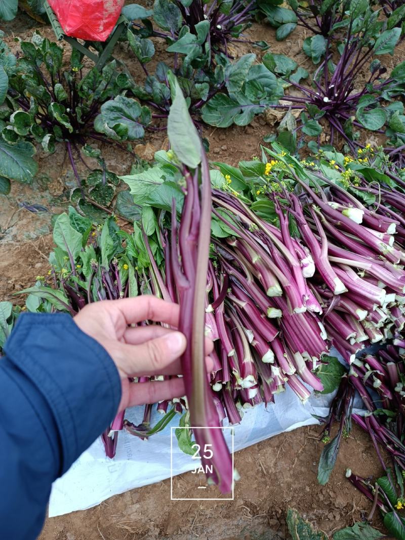正宗菜苔长期供货价格美丽