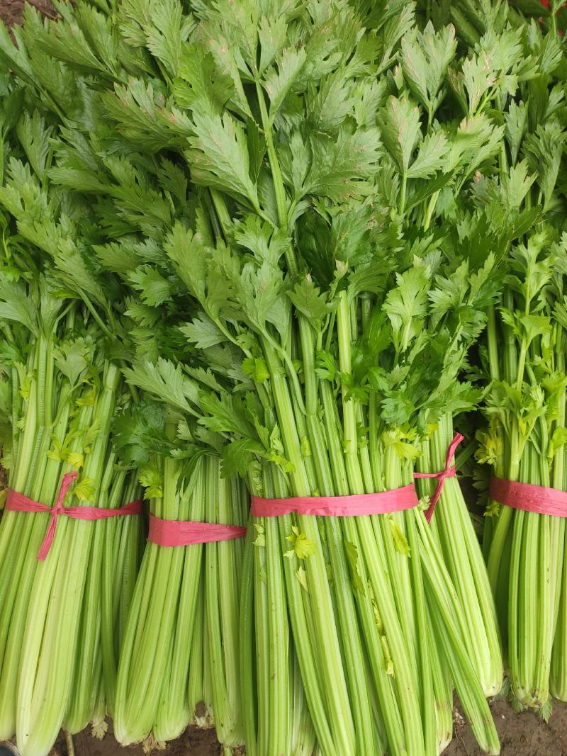 保质保量原产地芹菜订多包送