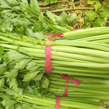 应季芹菜现货秒发超高性价比欢迎联系