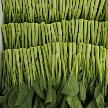 正品保障菜苔下单秒发价格美丽