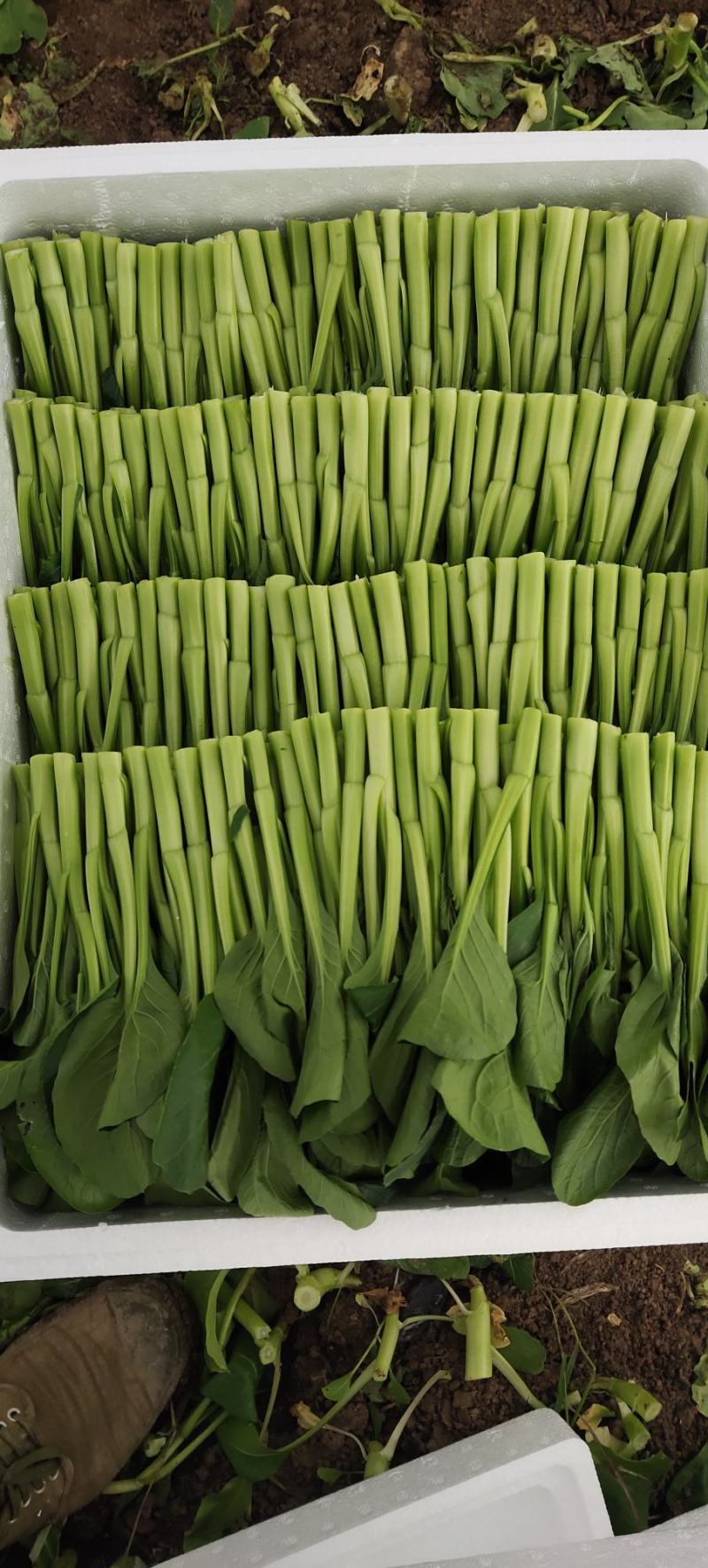 正品保障菜苔下单秒发价格美丽