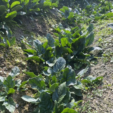 一手货源规格齐全菠菜价格美丽