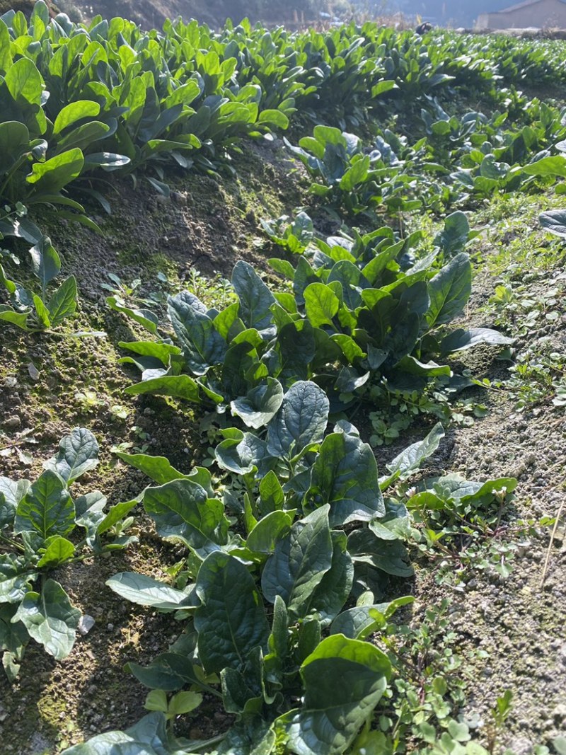 一手货源规格齐全菠菜价格美丽