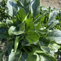 正品保障菠菜长期供应诚信经营