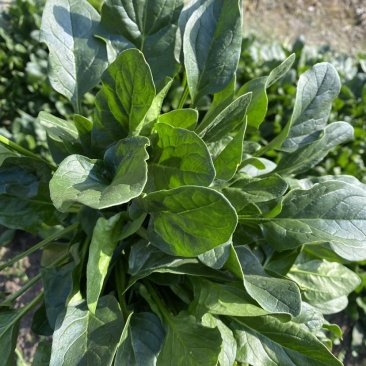 正品保障菠菜长期供应诚信经营