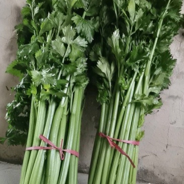 支持拿样正规货源芹菜随时有货