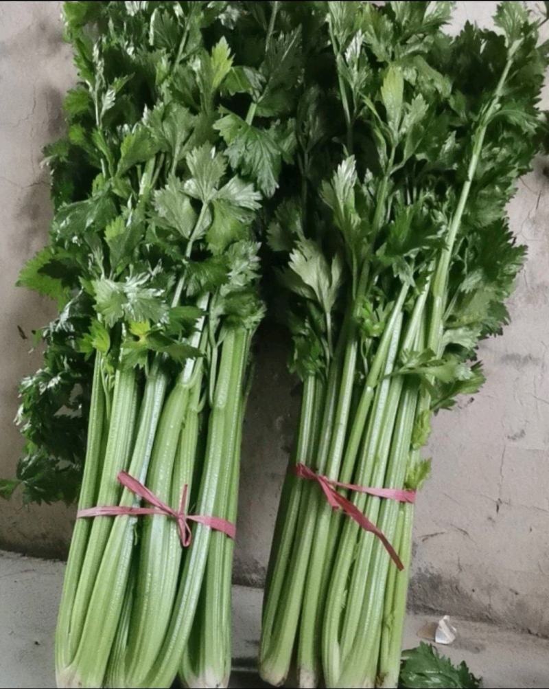 支持拿样正规货源芹菜随时有货