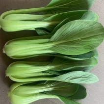 正宗油菜现货秒发欢迎联系