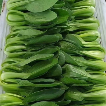 正宗天然新鲜油菜产地直供