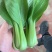 营养多汁油菜电商供货价格美丽