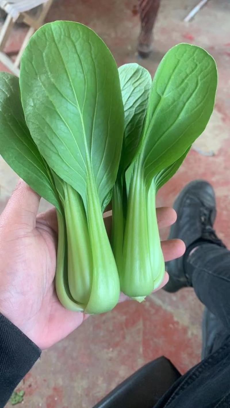 全国供应应季油菜现货秒发