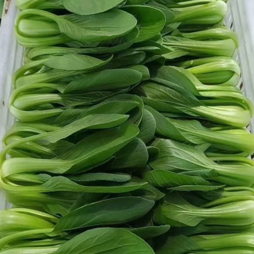 ***油菜长期供应诚信经营