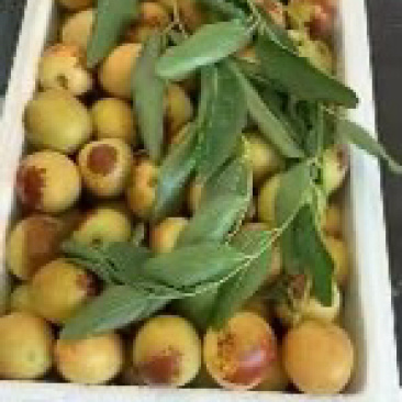 鲜枣规格齐全量大从优