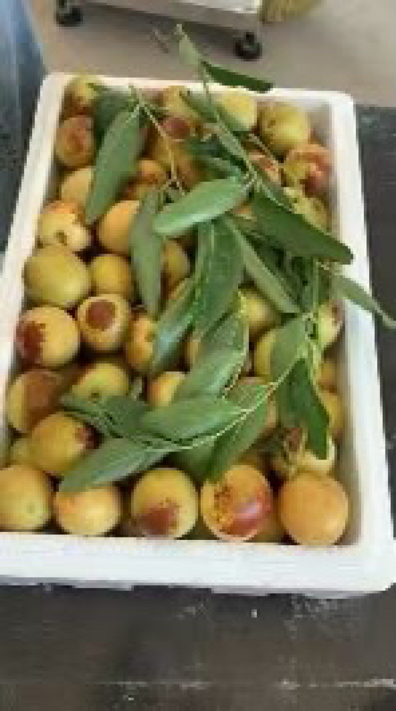 鲜枣规格齐全量大从优