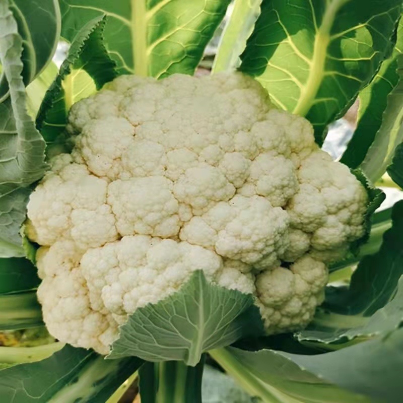 正宗天然新鲜菜花直供全国
