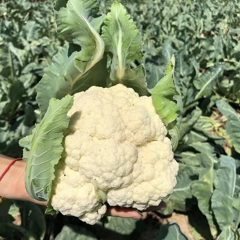 ***菜花一手货源价格美丽