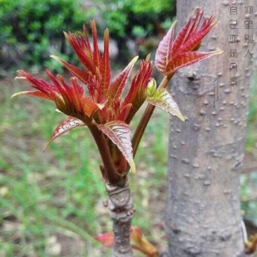 应季香椿芽全国供应现货秒发