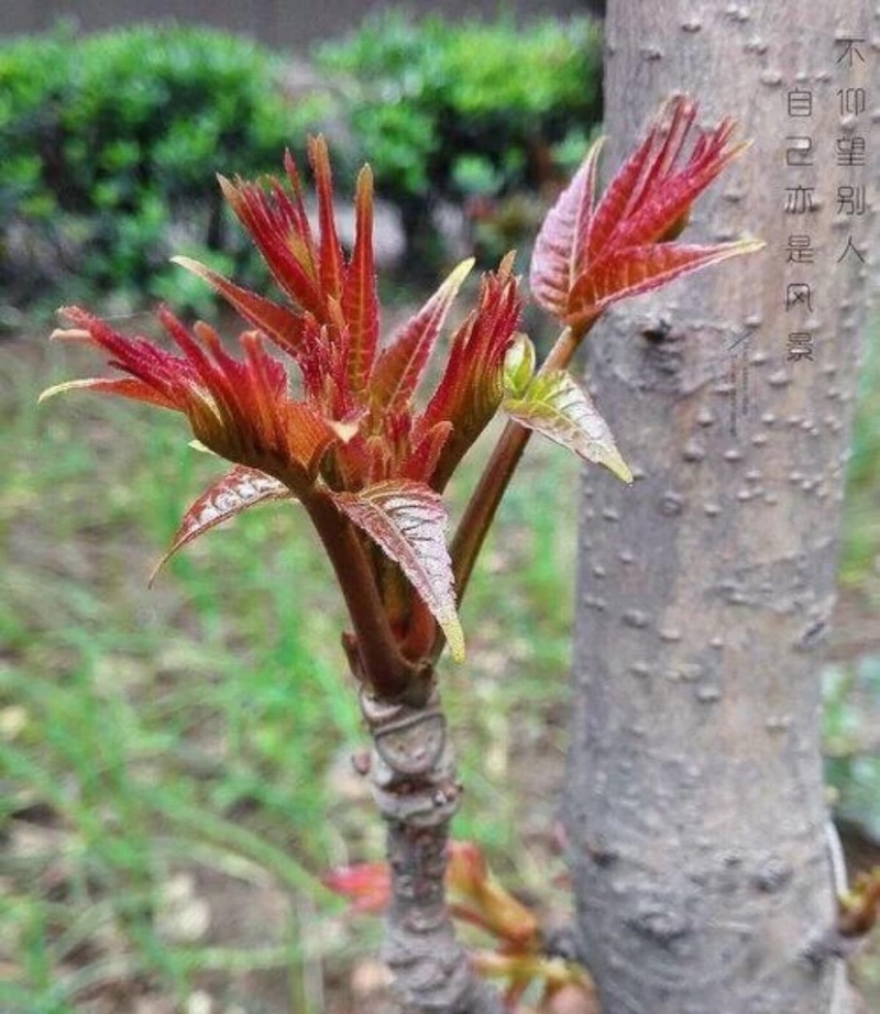 应季香椿芽全国供应现货秒发