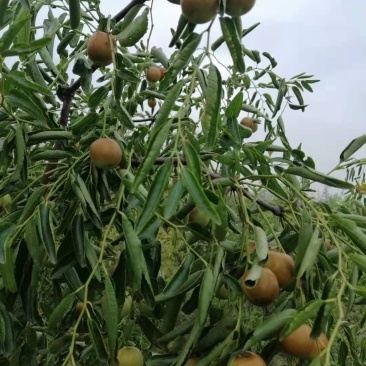 正宗鲜枣量大优惠欢迎联系