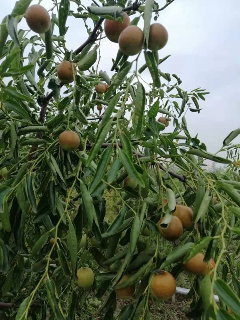 正宗鲜枣量大优惠欢迎联系