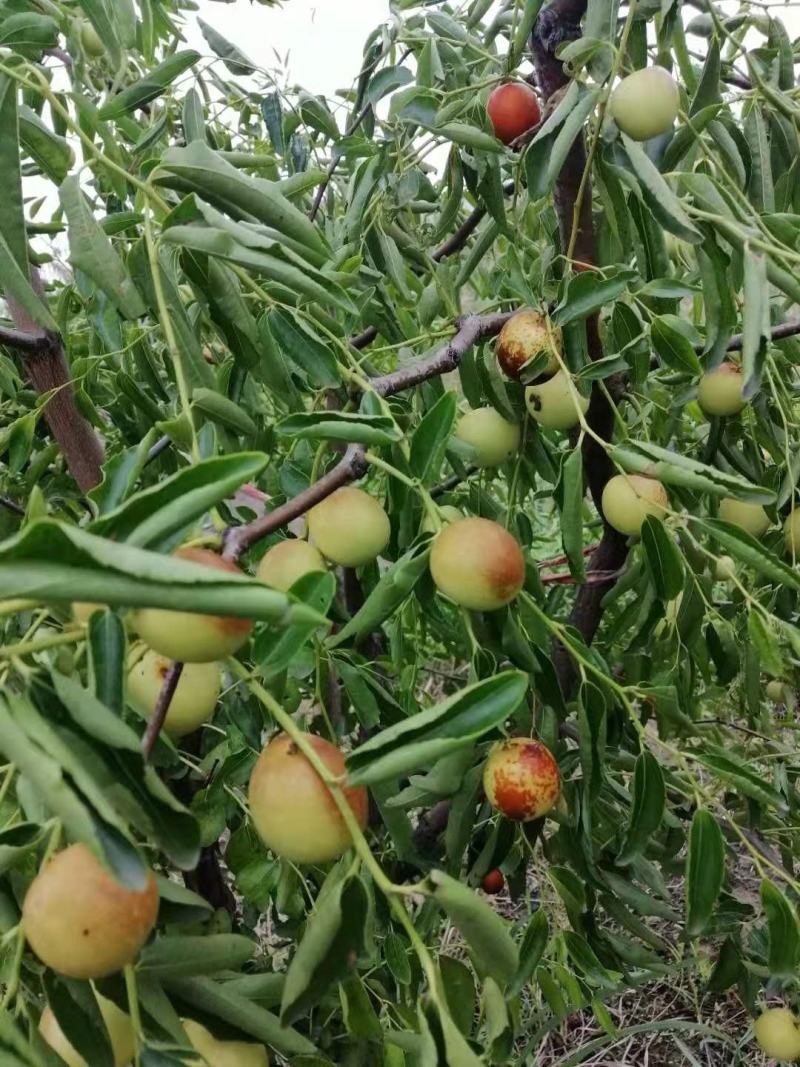 鲜枣产地直发价格美丽