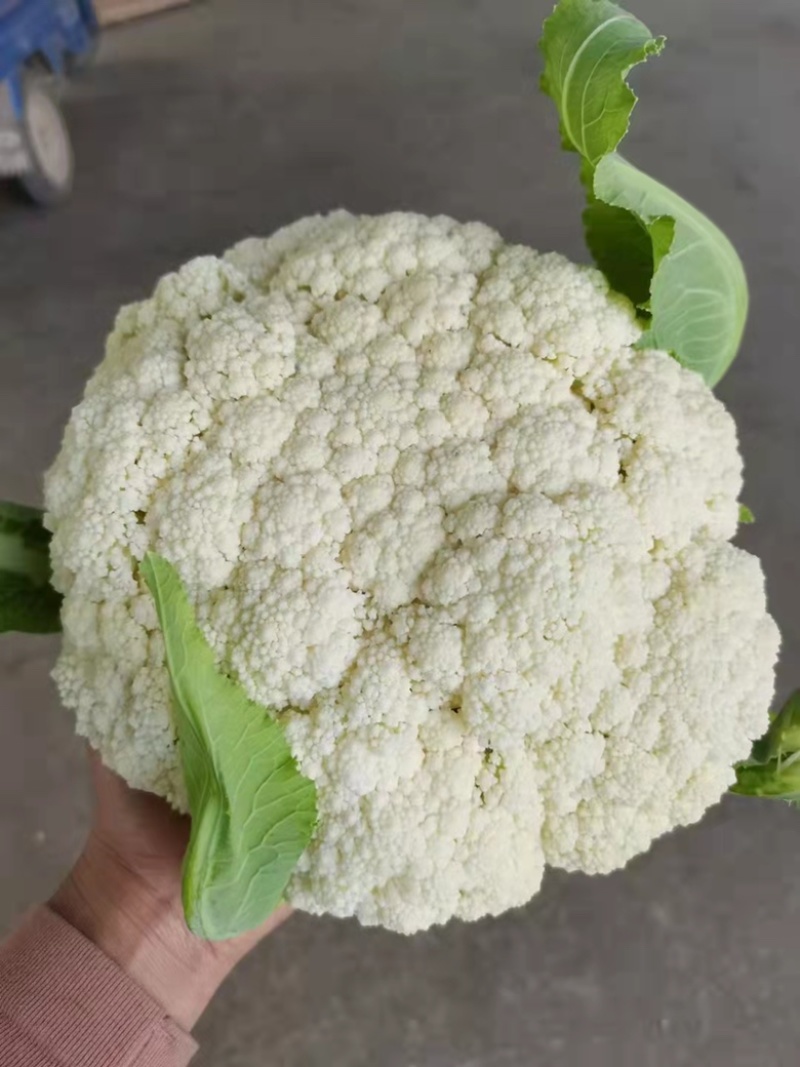 精品菜花长期有货全网低价