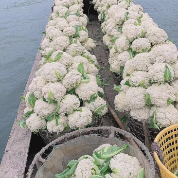 天然新鲜菜花现货秒发超高性价比