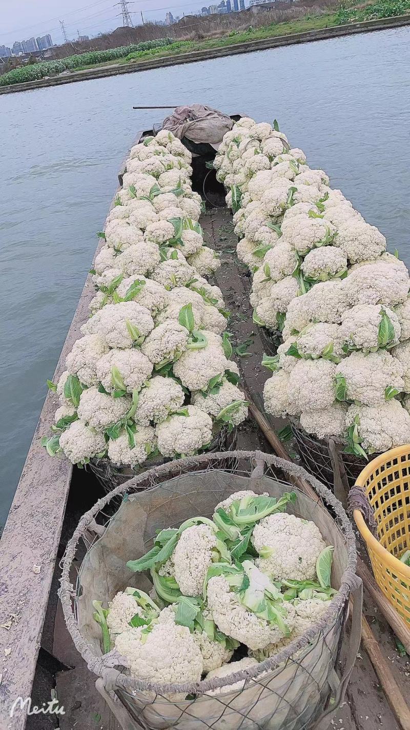 天然新鲜菜花现货秒发超高性价比