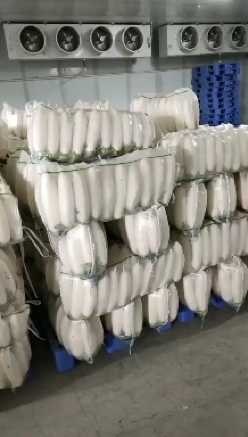 天然新鲜萝卜长期有货欢迎联系