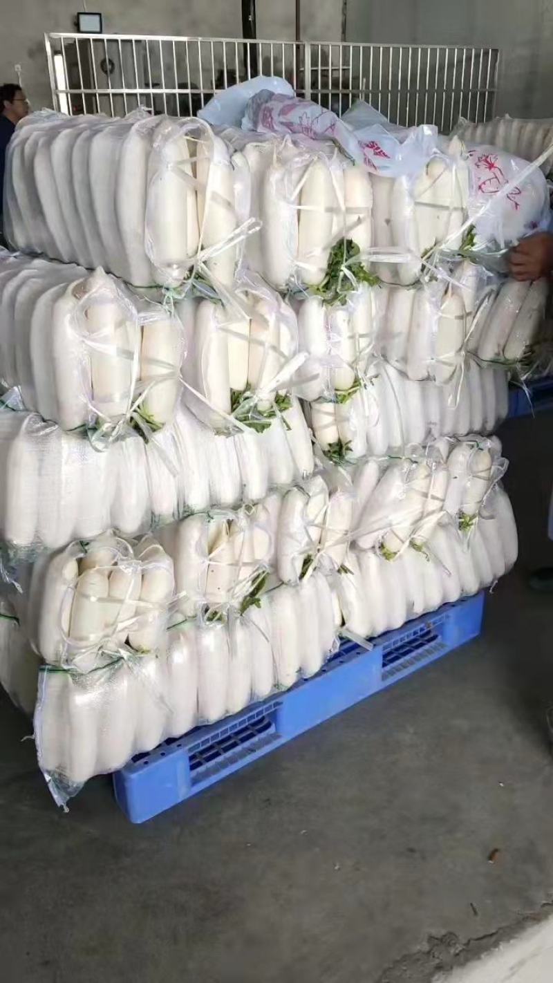 营养多汁萝卜长期有货价格美丽