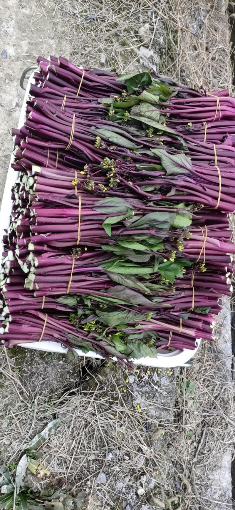 ***菜苔应季供应超高性价比