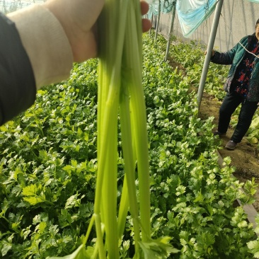 正宗芹菜随时有货价格美丽
