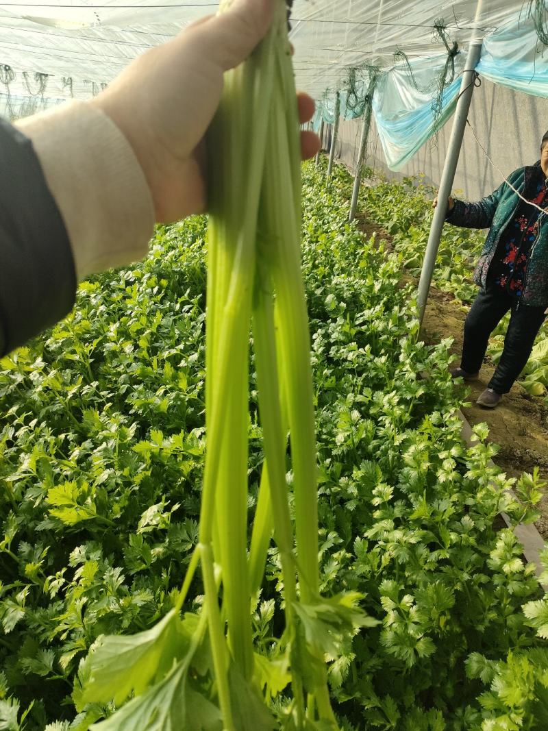 正宗芹菜随时有货价格美丽