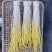 正品蒜黄厂家直销价格美丽支持拿样