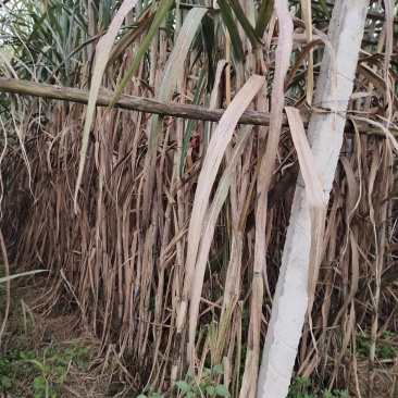 甘蔗产地直发保质保量