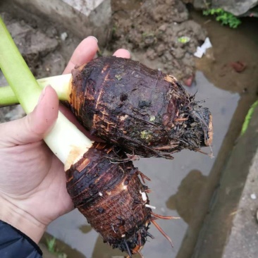 正宗产地直发天然新鲜芋头
