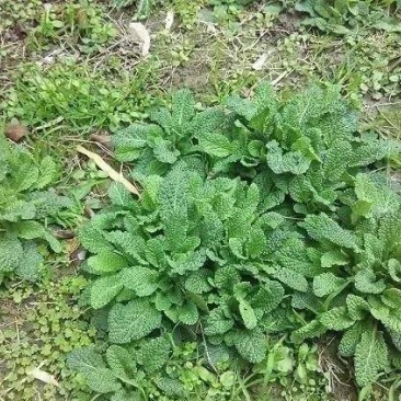 正品保障山野菜电商供货诚信经营