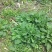 正品保障山野菜电商供货诚信经营