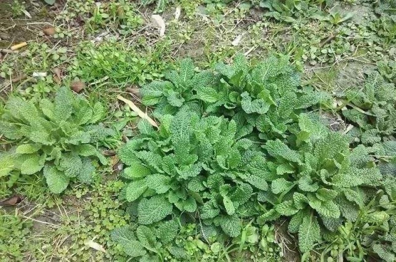 正品保障山野菜电商供货诚信经营
