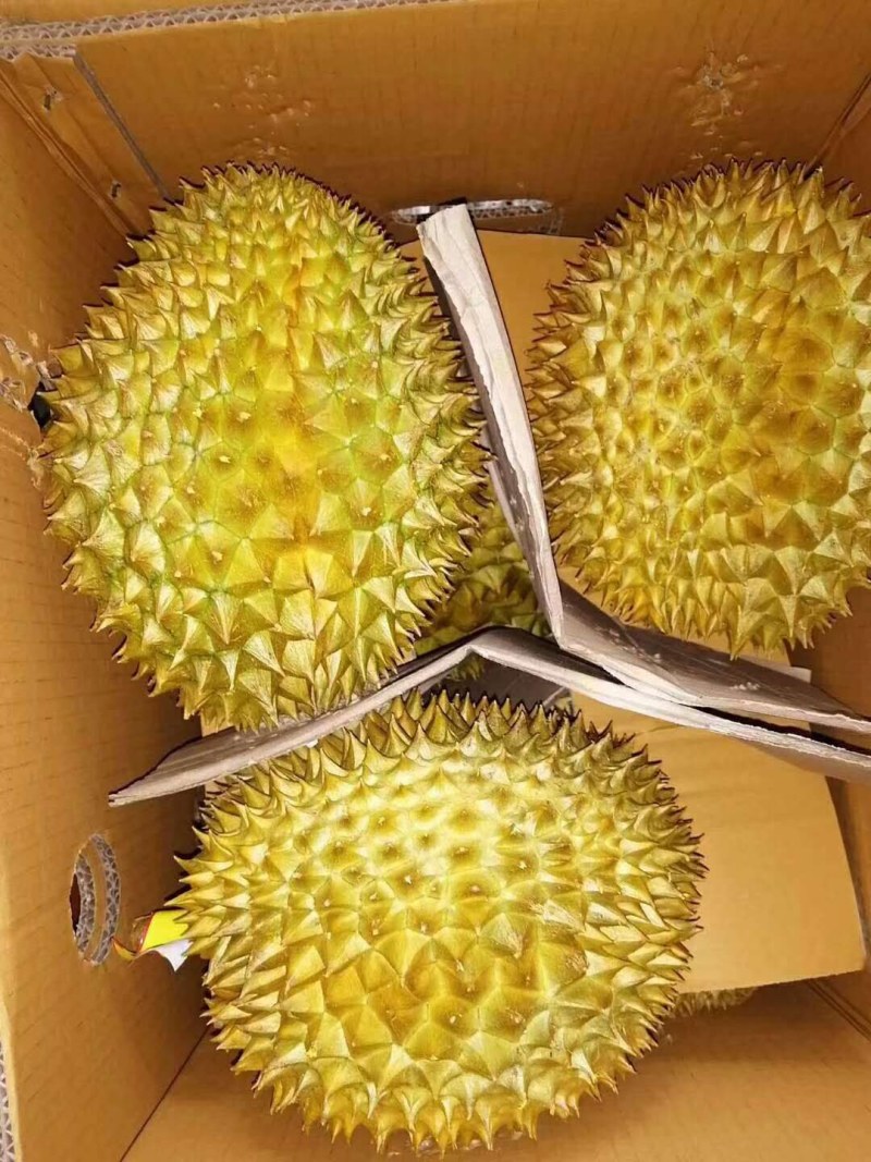 正宗榴莲现货秒发24小时在线