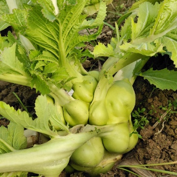 产地直发榨菜规格齐全天然新鲜