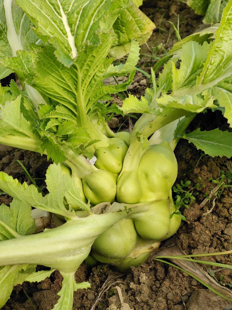 产地直发榨菜规格齐全天然新鲜