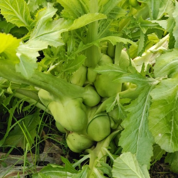 天然新鲜榨菜电商供货超高性价比